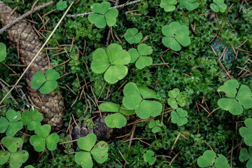 green clover field close up in forest