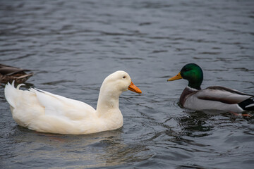 Rare white duck mutant with wild ducks swarm at autumn lake birds wild life
