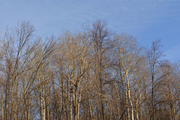 Forest with bare trees in early spring. Beautiful landscape.