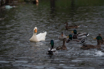 Rare white duck mutant with wild ducks swarm at autumn lake birds wild life
