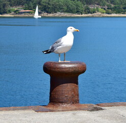 Fototapeta premium Herring gull on a rusty iron mooring post in a galician harbor. Galicia, Spain.