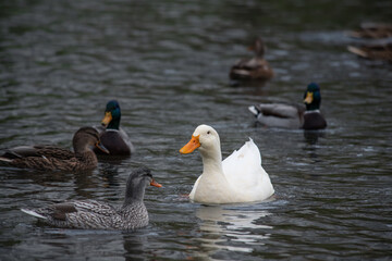 Rare white duck mutant with wild ducks swarm at autumn lake birds wild life