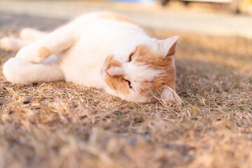 寝転がって甘える猫