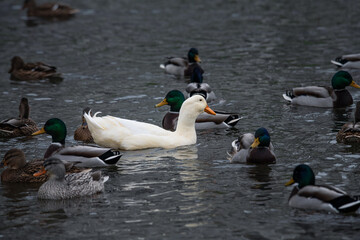 Rare white duck mutant with wild ducks swarm at autumn lake birds wild life