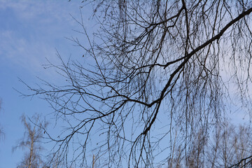 Silhouettes of birch tree branches on early spring