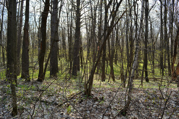 Fototapeta premium Forest landscape in early spring with the first grass