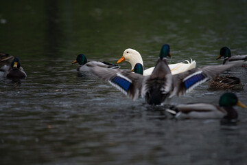 Rare white duck mutant with wild ducks swarm at autumn lake birds wild life