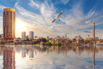 Seagull flies by Cairo downtown, TV Tower and fashionable hotels in the harbour of the Nile, Egypt