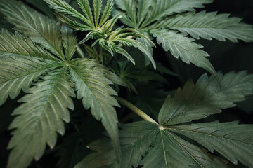 Cannabis vegetation plants, light leaks hemp marijuana CBD, grow marijuana leaves on light © TaylerDerden