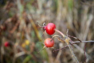 róża, owoc, Rosa canina,dzika róża © Marcin Łazarczyk