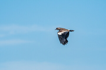 Southern Lapwing (Vanellus chilensis) in River Plate coast, Montevideo, Uruguay