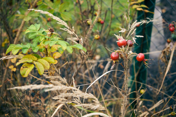 róża, owoc, Rosa canina,dzika róża © Marcin Łazarczyk