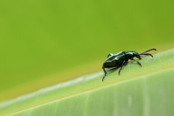 Green shiny beetle on banana tree leaf