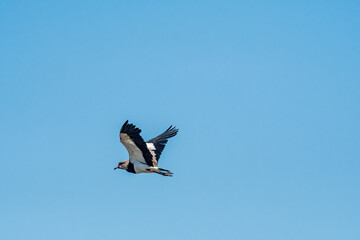 Southern Lapwing (Vanellus chilensis) in River Plate coast, Montevideo, Uruguay