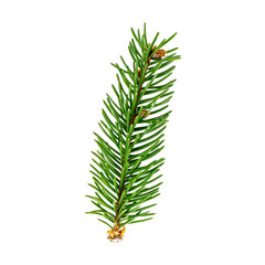 Top view of green fir tree spruce branch with needles isolated on white background.