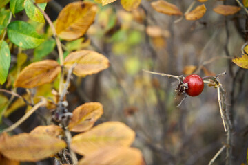 róża, owoc, Rosa canina,dzika róża