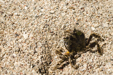 Sea crab on the beach shore 