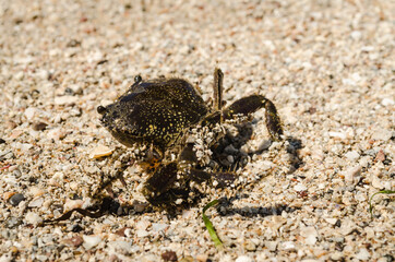Sea crab on the beach shore 