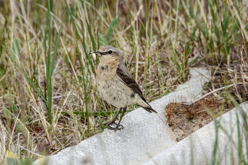 Northern Wheatear (Oenanthe oenanthe) female in Barents Sea coastal area, Russia