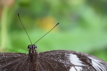 Close up shot of a black butterfly on a green surface