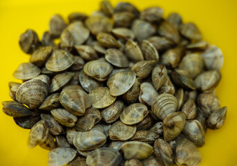 a lot of clams on a plate