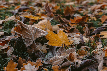 sunrise in the park and fog, the beginning of winter, close up on frozen leaf