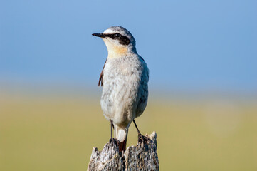 Northern Wheatear (Oenanthe oenanthe) male in Barents Sea coastal area, Russia