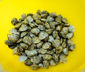 a lot of clams on a plate