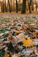 sunrise in the park and fog, the beginning of winter, close up on frozen leaf