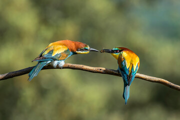 bee-eater making the courtship offering