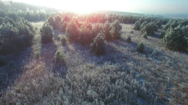 Flying over a fairytale romantic frozen forest background with flickering snowflakes flying. Beautiful sunrise frost and snow on the grass and branches. Aerial orbit circle camera moving.