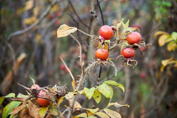 róża, owoc, Rosa canina,dzika róża © Marcin Łazarczyk