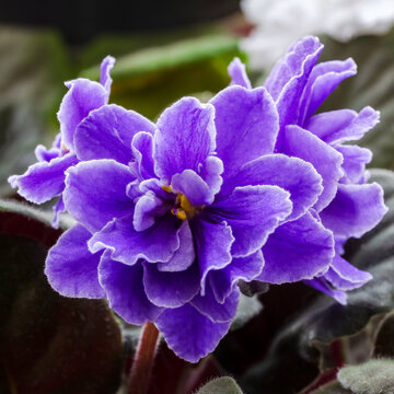 African violet saintpaulia of purple color with white border close-up. Square images of African violet or saintpaulia flowers