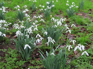 Fototapeta premium Snowdrops in woodland