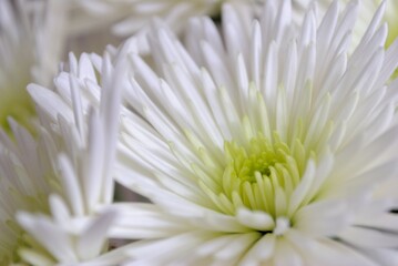 close up of a chrysanthemum