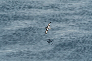 Cape Petrel (Daption capense) in South Atlantic Ocean, Southern Ocean, Antarctica