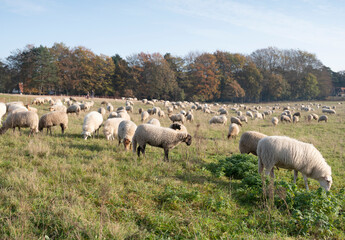 flock of sheep on sunny autumn day near forest in the netherlands in province of utrecht