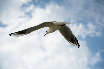Sea gull flying against the background of clouds