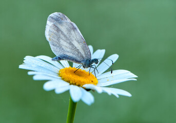 a small white butterfly dries its wings early in the morning in a clearing in dew on a daisy flower