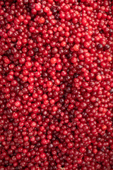 Lots of red ripe cranberries. Vertical photo for background.