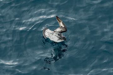 Cape Petrel (Daption capense) in South Atlantic Ocean, Southern Ocean, Antarctica