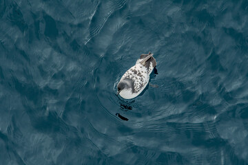 Cape Petrel (Daption capense) in South Atlantic Ocean, Southern Ocean, Antarctica