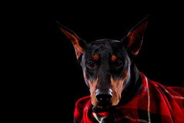 Doberman pinscher with a serious muzzle poses in front of the camera on a black studio background. Isolated portrait of a dog close up rolled in a red checkered plaid. Autumn poster with animals.