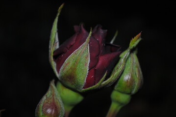 red rose bud