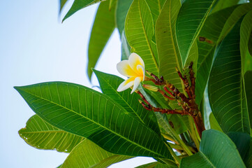 Small Frangipani flower in amongst leaves