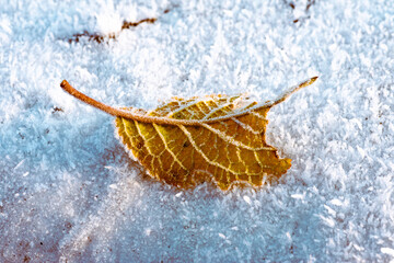Detailed close up of frozen yellow leaf early in the morning in winter