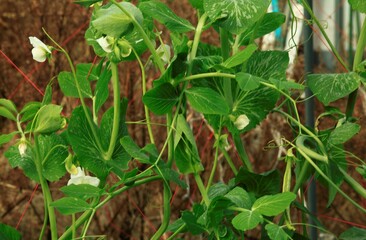 十一月のエンドウ豆の花