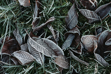 Detailed close up of frozen leaf early in the morning in winter - obrazy, fototapety, plakaty