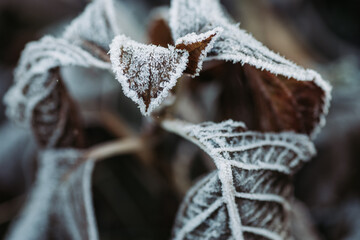 Detailed close up of frozen leaf early in the morning in winter