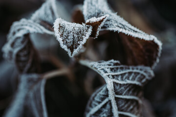 Frosty leaves in winter  © Exploder